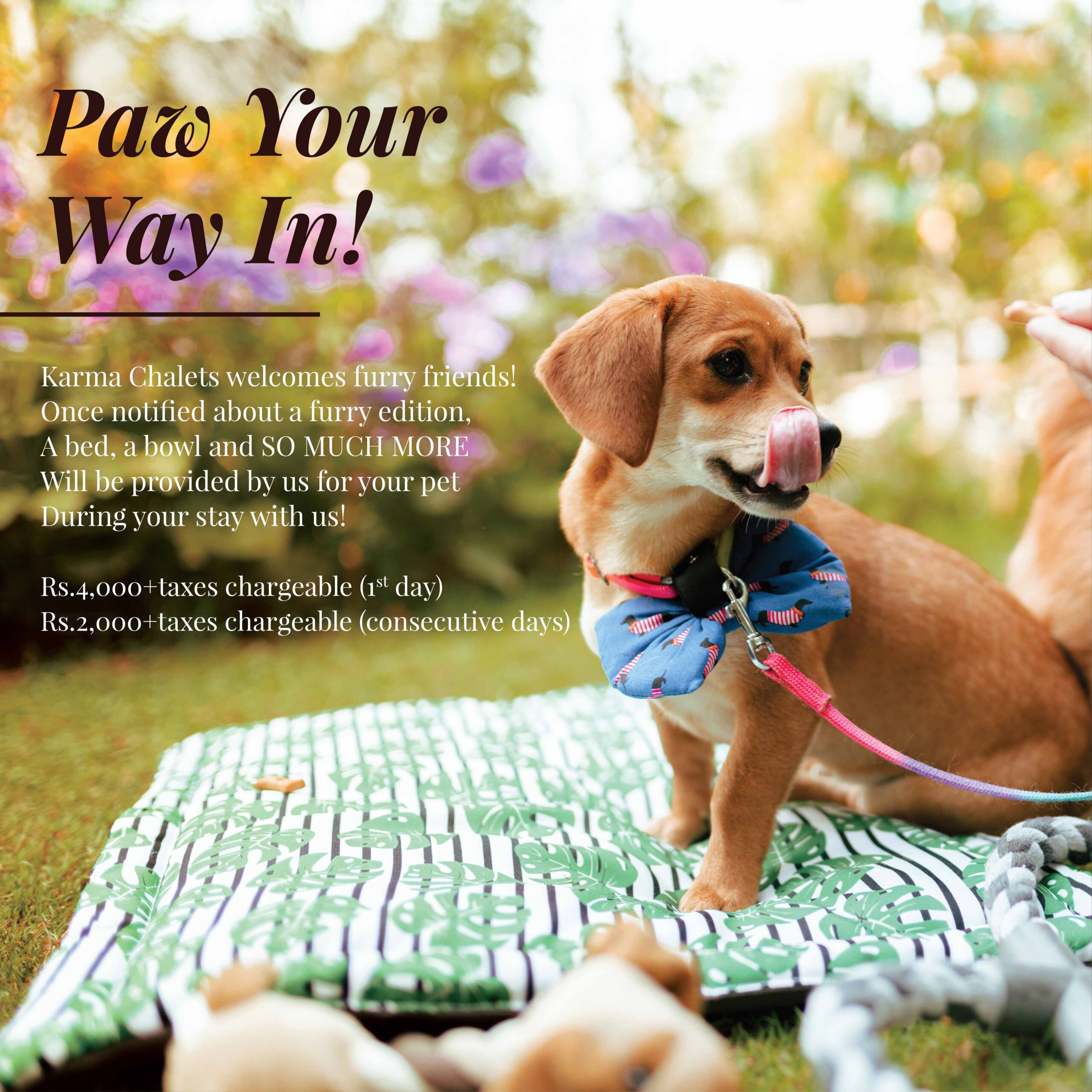 pawyourwayin scaled