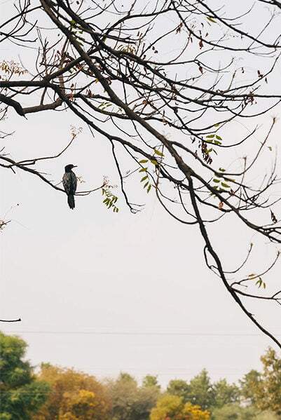 "An enchanting moment captured at Karma Chalets, with a beautiful bird resting on a tree branch.