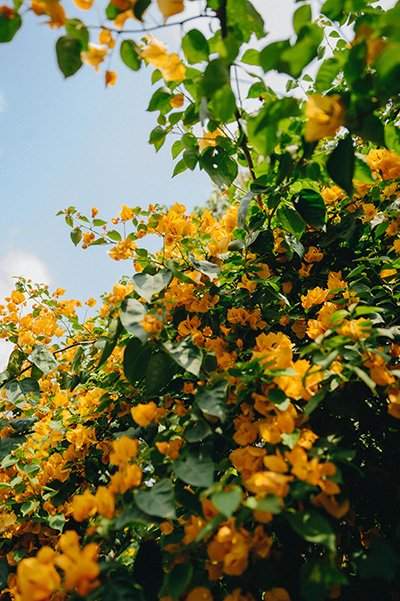 "Take in the breathtaking sight of vibrant yellow flowers blooming on the tree branches at Karma Chalets.