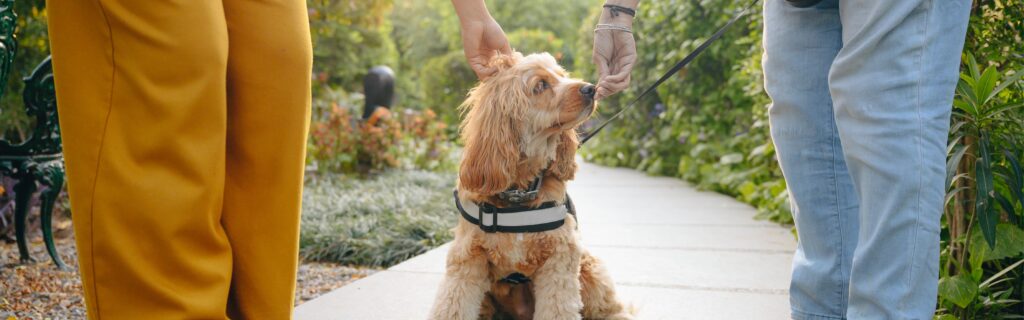 blog Pet Friendly stay 01 min 1