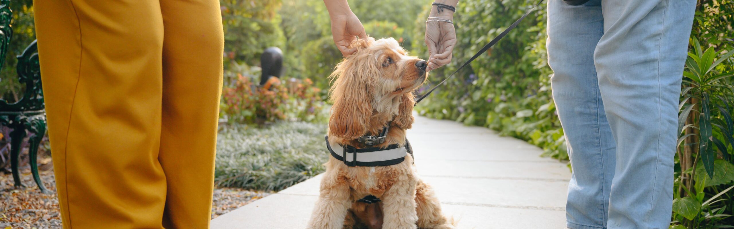 blog Pet Friendly stay 01 min 1 scaled