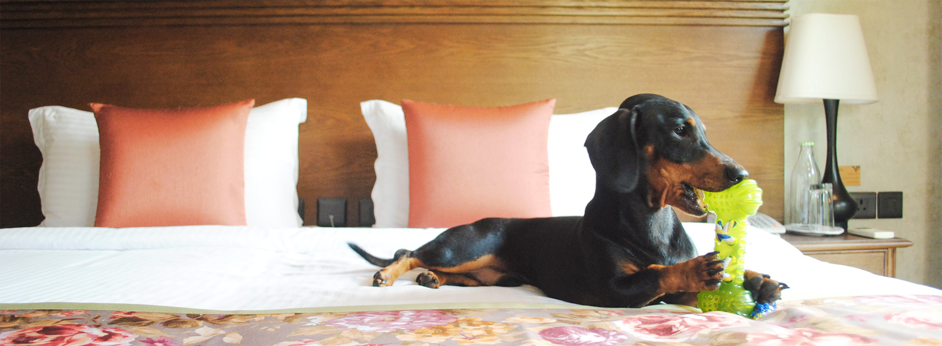 pet friendly hotel 1